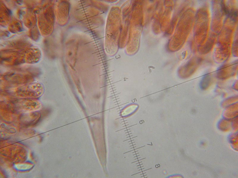 Macrocystidia cucumis
